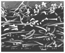 Cross section of fibers in paper used for stencil cleaning