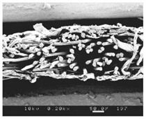 Cross section of fibers in paper used for stencil cleaning.