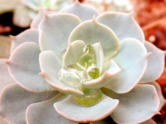 Las gotas de agua en la hoja de una planta son una buena demostración de la tensión superficial del agua